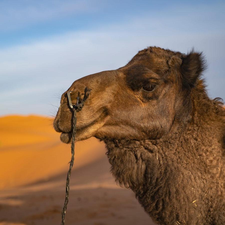Authentic Desert Luxury Camp Merzuga Kültér fotó